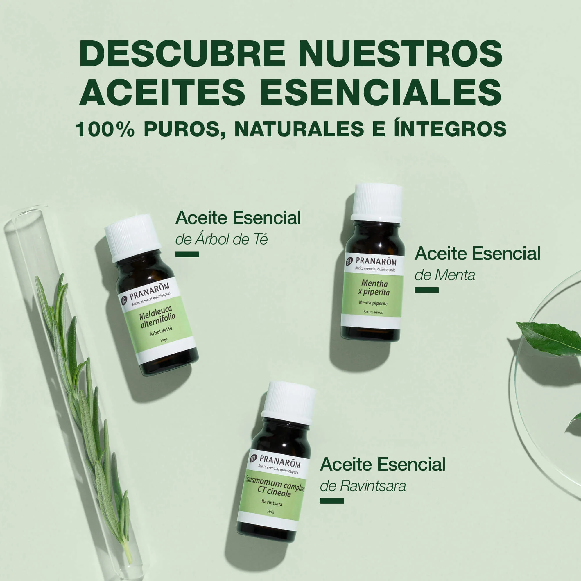 Aceite Esencial Citronela de Java 10 ml - Image 6